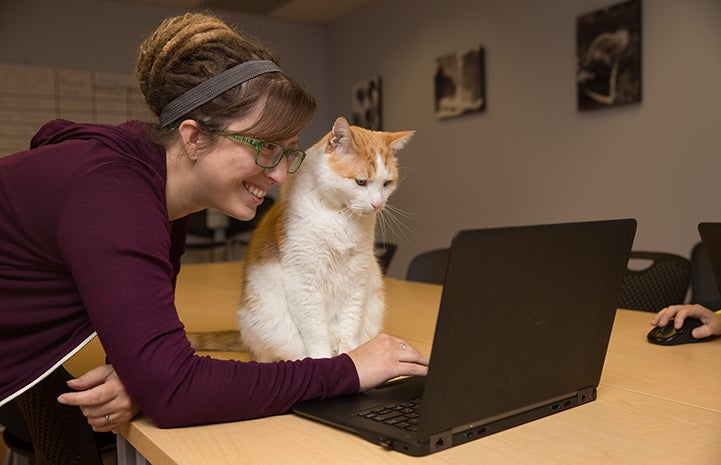 Woman and cat looking at a laptop computer