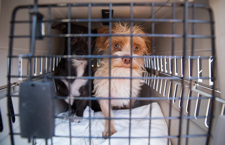 Two dogs in a carrier for a transport