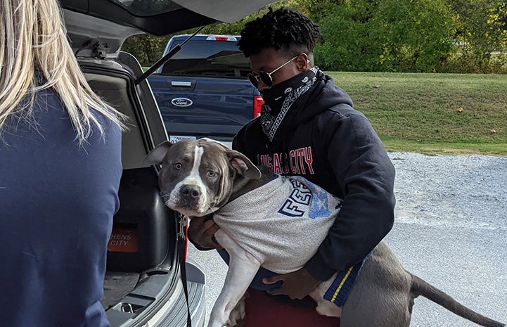 Man putting a gray and white pit-bull-type dog wearing a shirt into the back of a car