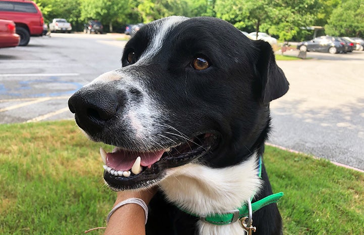 Bobo the black and white dog