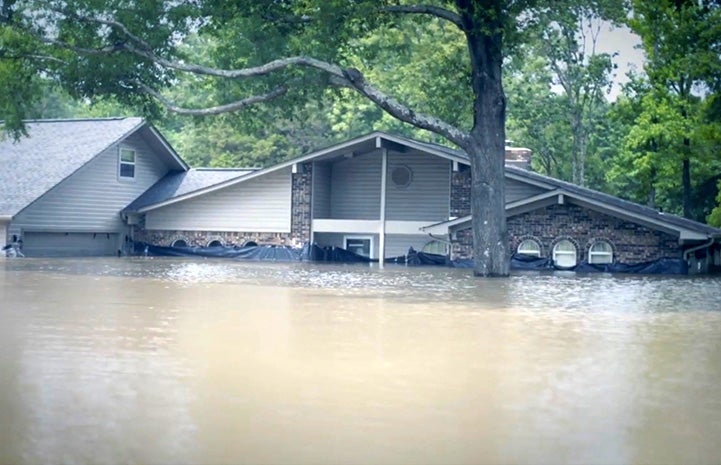 Flooded house in Arkansas with water halfway up the front door
