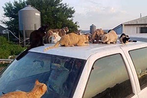 A group of many cats on top of a vehicle