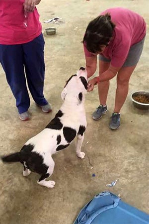 Panda the dog with a woman, being helped by Paws and Claws Rescue