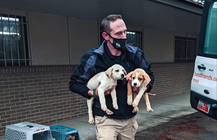 Mask wearing man carrying a pair of puppies, walking toward the back of a truck