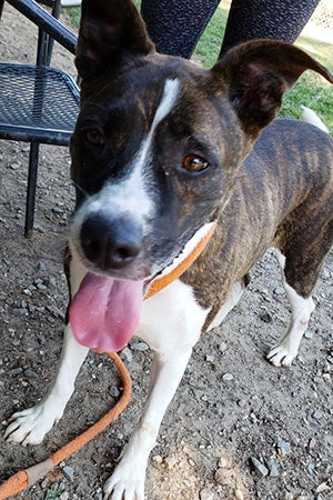 Zoey the brindle and white dog standing on a sidewalk