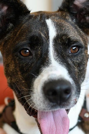 Close-up of the face of Zoey the dog