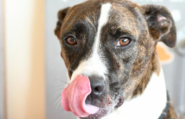 Zoey the dog licking her lips