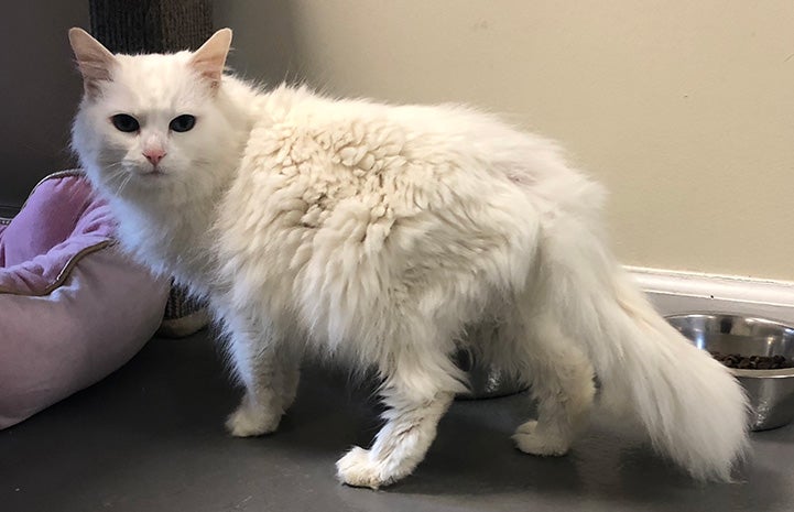 White cat Pia standing up with her side to the camera