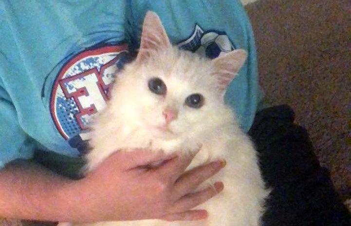 Person holding Pia the white cat with blue eyes
