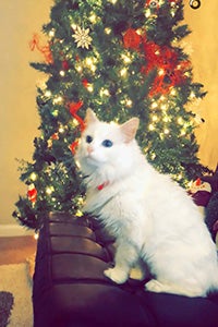 White cat Pia sitting in front of a Christmas tree