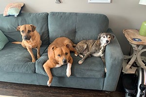 Ann Perkins, Lexi and Seymour the dogs all sitting on the couch together