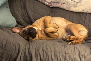 Ann Perkins the dog looking very comfortable upside-down on a couch