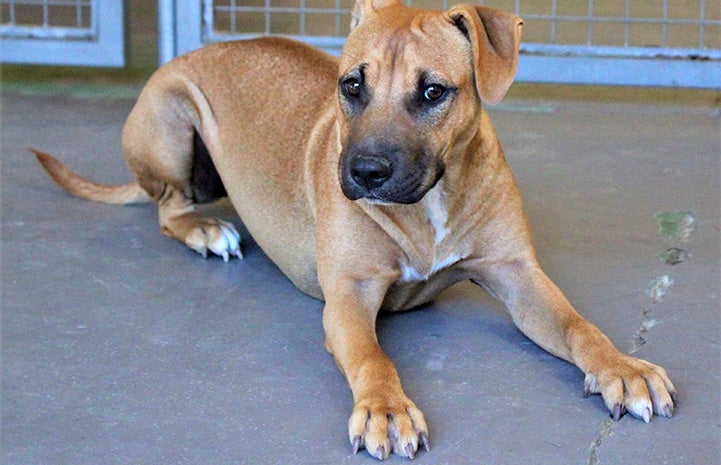 Ann Perkins the dog lying on some concrete in a kennel