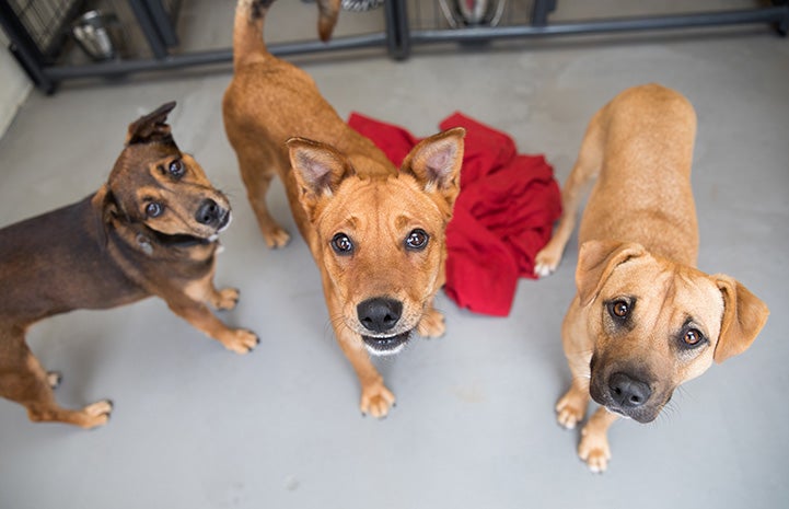 Three dogs including Ann Perkins