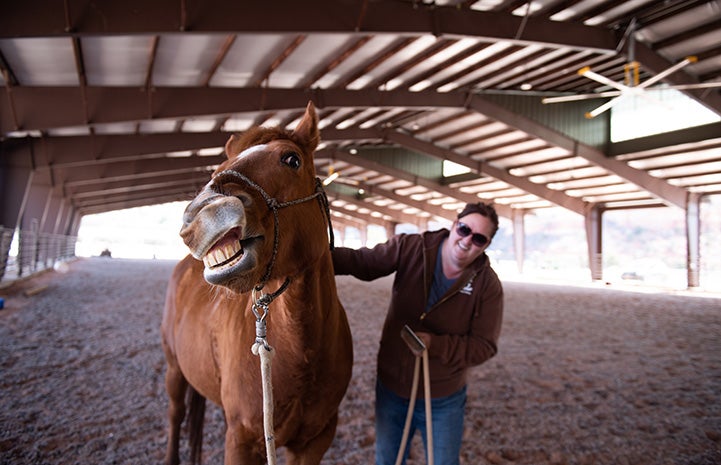 Horse making a funny face because a person is scratching just the right spot