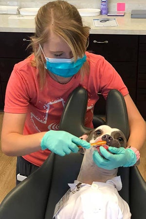 Masked person brushing a dog's teeth