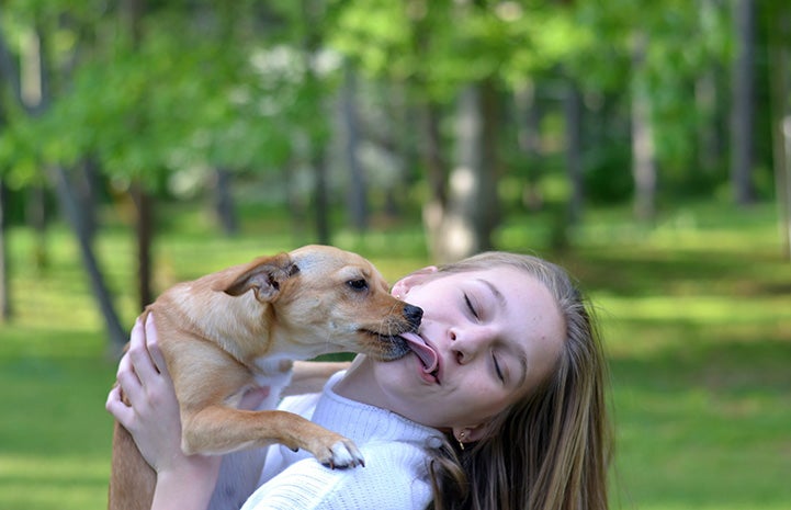 Small brown dog kissing a person on the mouth