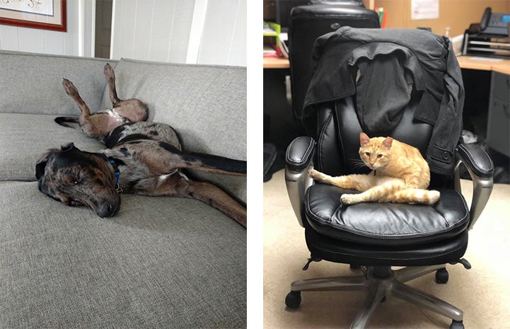 Collage of two pics, one of dog stretched out on a couch and one a cat sitting on an office chair