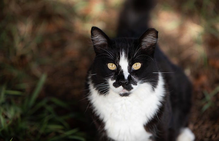 Black and white ear-tipped community cat