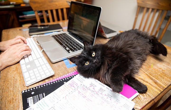 Black longhair cat lying on a desk next to a person working on a laptop computer