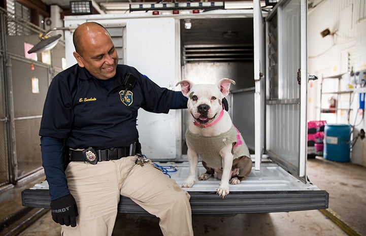 Animal control officer sitting on the back of an animal control truck with a pit-bull-type dog