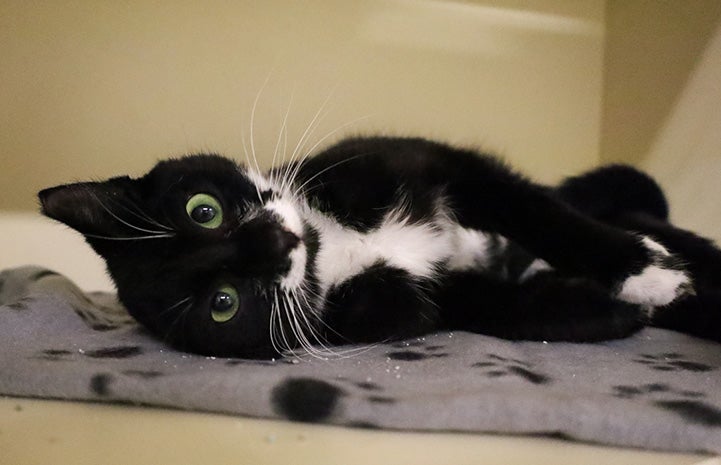 Black and white cat lying on her side on a blanket