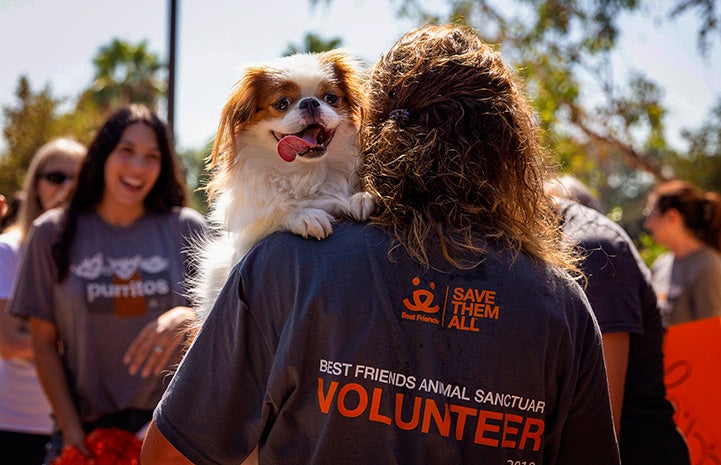 The back of a person wearing a volunteer T-shirt holding a small dog over her shoulder