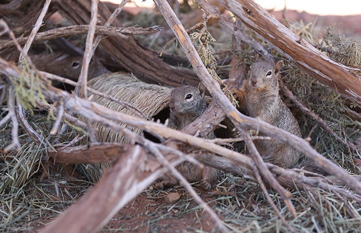 Baby rock squirrels hiding in some brush