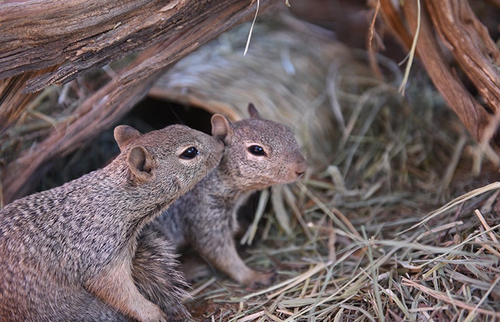 Two baby rock squirrels, with one sniffing the other's ear