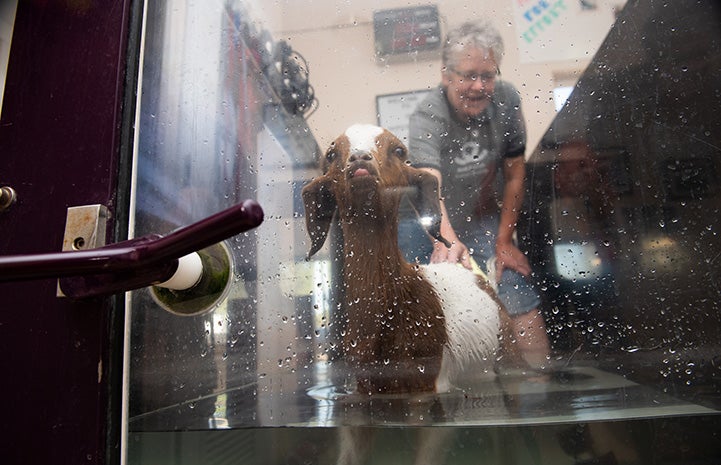 Peaches the baby goat doing hydrotherapy with a woman helping behind her