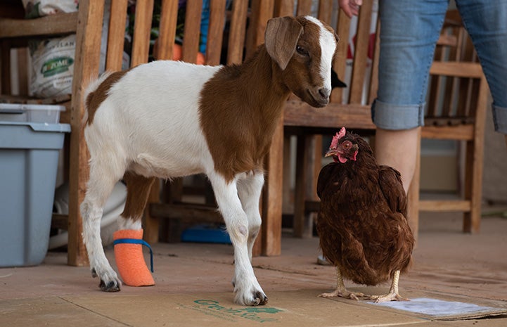 Mrs. Chicken the chicken standing next to Peaches the baby goat