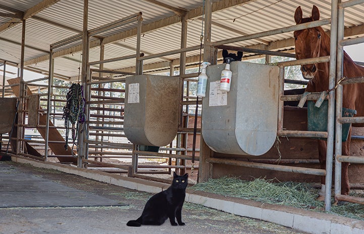 Hansel, a black shorthair barn cat, in front of a stall containing a brown horse