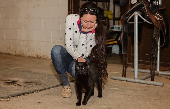 Hansel, a black shorthair cat, being pet by a woman in a barn with a saddle behind them