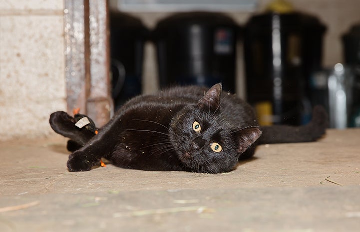 Hansel, a black shorthair cat, lying down on his side in a barn and looking directly at the camera