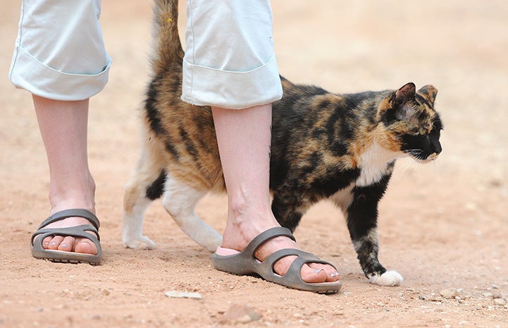 Meow the calico cat walking next to a person's feet