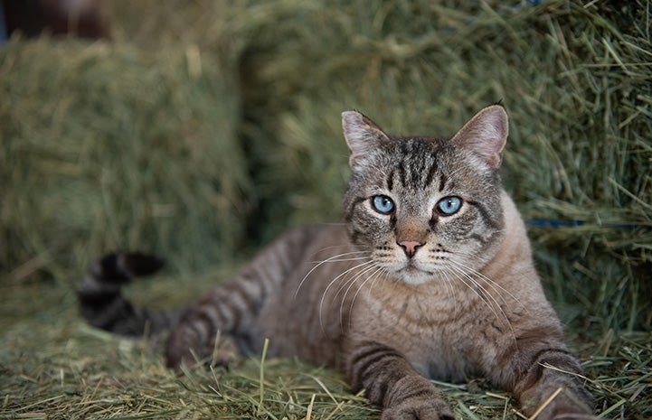 Leopold the new Horse Haven barn cat lying on some hay