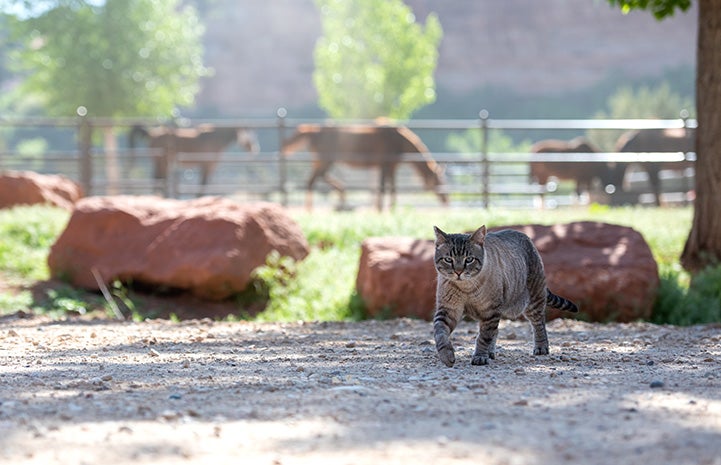 Leopold the barn cat walking outside with horses in the background