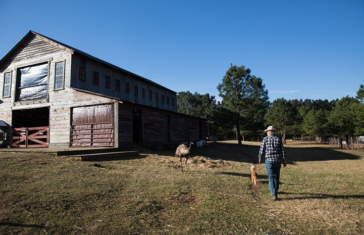 Woman and cat walking toward a barn and an emu