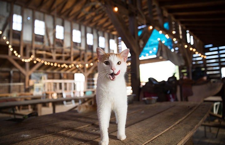 An orange and white short hair community cat standing on a wooden table in a barn, licking his lips