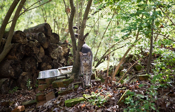 Gray tabby cat in some woods, in front of a wood pile and stainless steel cat food bowl