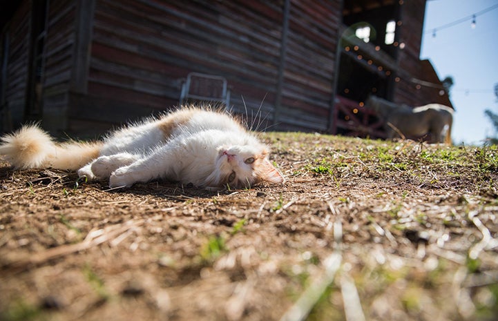 Cat lying down on his side in the yard in front of a barn with a horse in the background