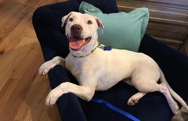 Princess, who is deaf, had a rough start, but is now living the good life
