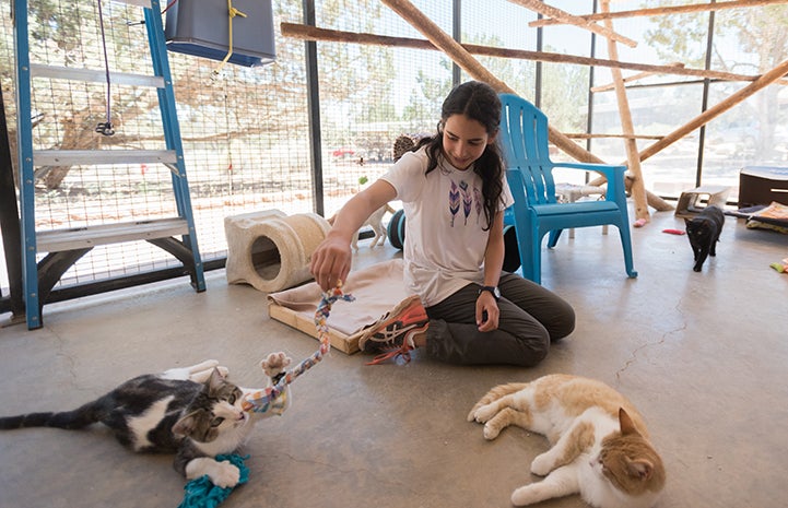 Thirteen-year old volunteer Lily Dick helping socialize cats in Cat World