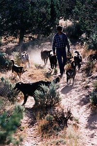 Tyson walking a pack of dogs