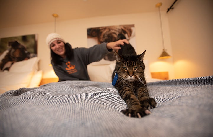 Wilbur the cat stretching while on the bed at the Best Friends Roadhouse and Mercantile during a sleepover