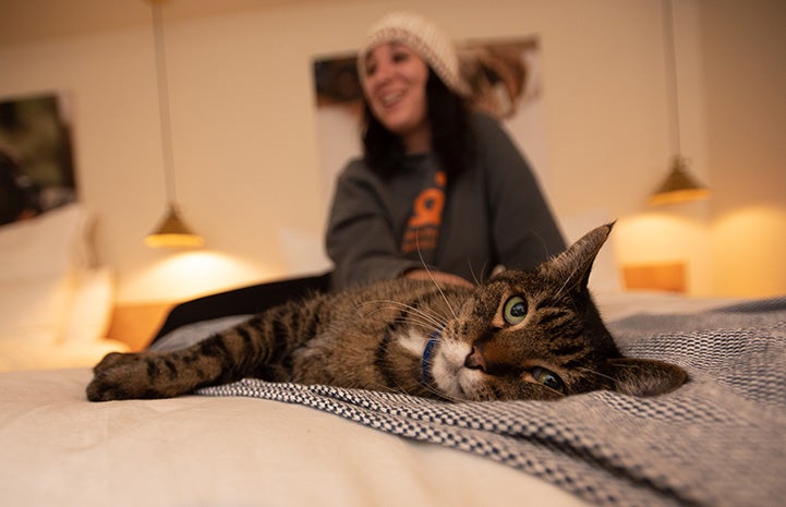 Wilbur the brown tabby cat lying on a bed at the Best Friends Roadhouse and Mercantile