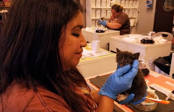 Smiling woman holding a small gray kitten