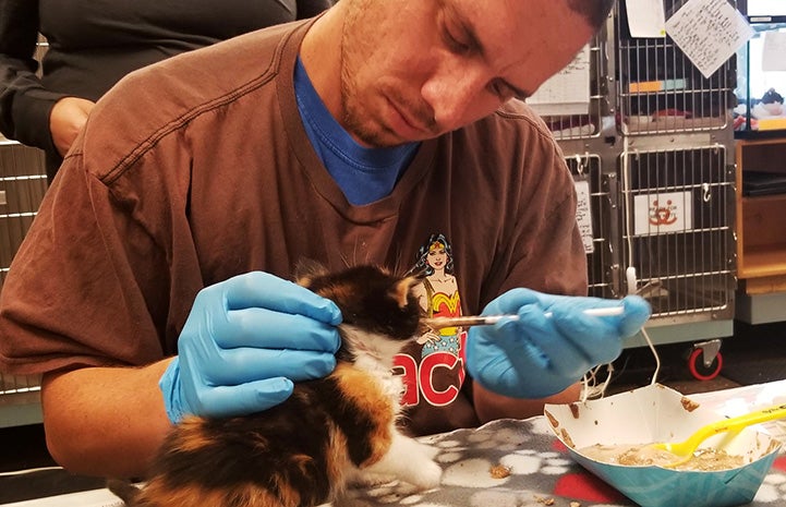 Man syringe feeding Whiskey A Go Go, a five-week-old calico kitten