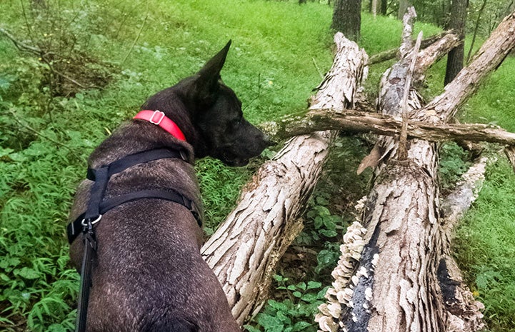 Sam the dog walking on a leash and harness over some fallen logs in the woods