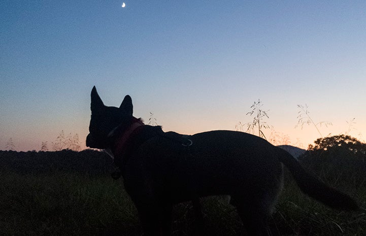 A silhouette of Sam the dog with a sunset or sunrise behind him